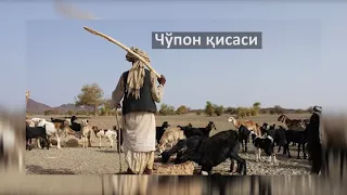 Cho'pon qisasi || Чўпон қисаси SAAD MUHTOR