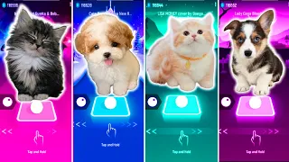 CUTE CAT DAVID GUETTA IM GOOD VS CUTE DOG NEW RULES DUA LIPA CUTE CAT LISA MONEY CUTE DOG WEDNESDAY