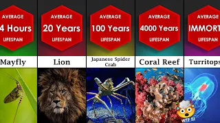 Comparison: Animal Lifespans | The Shortest and Longest Lifespans of Animals