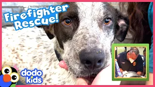 Dog Gets His Head Stuck In A Tire — How Will He Get Out? | Rescued! | Dodo Kids