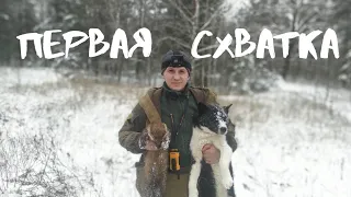 Охота на куницу с русско-европейской лайкой.
