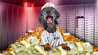 Puppy's Money Scheme Ruined! Cute & funny dachshund dog video!