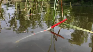 Large CARP ON THE FLOAT!! Fishing in the spring with a bait