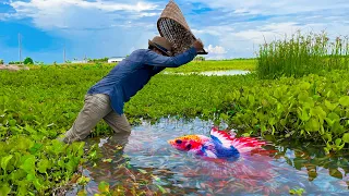 Catching Betta Fish And Wild Betta Fish At The Countryside, Unbelievable Catching (Episode 9)