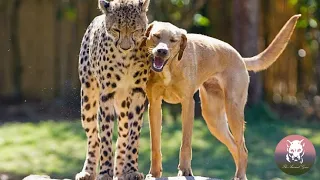 Cheetah and Dog Friend Who Grew Up Together Celebrate Their Reunion