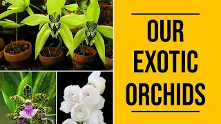 RARE AND EXOTIC ORCHIDS | POTS AND PETALS