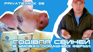 Годівля свиней в умовах молочної ферми | Private Milk | Травецький