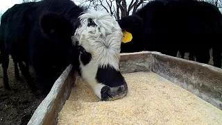 Feeding the feedlot cattle ground ear corn