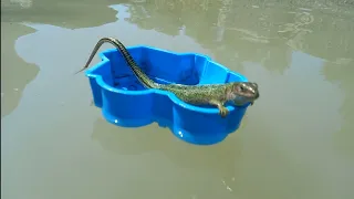 Ящерица  плавает