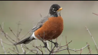 Birds in Northern Ohio - Panasonic 100-400mm lens on GH5 II (GH5M2) camera