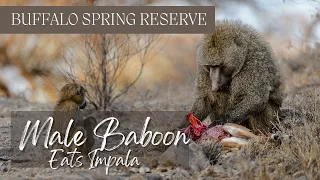Male baboon eats baby impala -  Buffalo Springs National Reserve - Kenya 4K