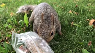 OMG! The Squirrel touches my iPhone. (Part 3)