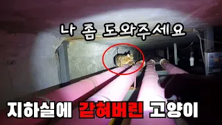 지하실에 4일동안 갇혀있던 뱅갈고양이[고양이탐정]