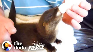 Watch This Fuzzy Baby Otter Swim for the First Time | The Dodo Little But Fierce