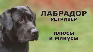 ЛАБРАДОР РЕТРИВЕР. Плюсы и минусы породы LABRADOR RETRIEVER