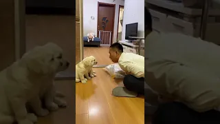 You will get STOMACH ACHE FROM LAUGHING SO HARD 🤣🐶Funny Dog Videos #Short​ 29