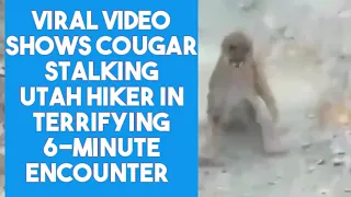 My heart is racing."  #Utahhiker's video shows #cougar following him down the trail, lunging at him