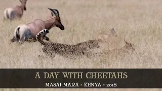 MASAI MARA - WILDLIFE PHOTOGRAPHY - CHEETAH HUNT