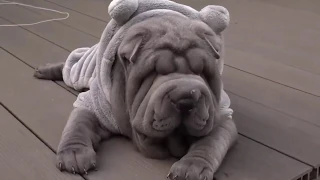 Funny Shar Pei   Funny moments