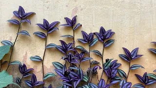 How to grow wandering Jew plant??? // #wanderingjewplant #lowmaintenanceplants