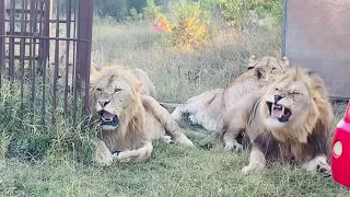 Очень КРУТОЕ ВИДЕО ! Молодые львы получили ВТОРОЙ УРОК ПОСЛУШАНИЯ!