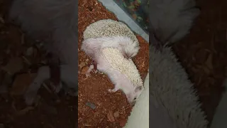 Hedgehog Mating