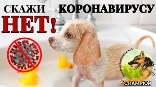 Как мыть и обрабатывать лапы собаке при коронавирусе? Скажи "НЕТ!" COVID-19!