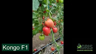 Kongo F1 - Cultura de tomate roz în jud. Galați, loc. Matca, la domnul Mihai Boghean