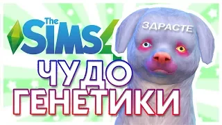 ЧУДО ГЕНЕТИКИ: Кошки и собаки / The Sims 4: Challenge