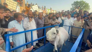 Heavy Weight Kajla Chatra Show 2024 Lahore 4 Teeth Category #bakra #kajla #bakra_mandi  #cow_mandi