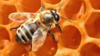 Спостереження: цікаві факти про бджіл