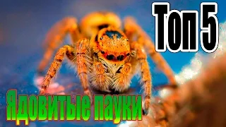 Самые ядовитые пауки на планете! ТОП 5