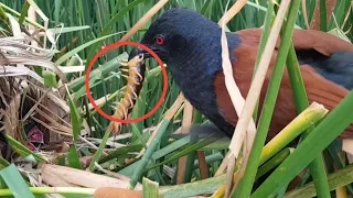 Greater coucal Birds  Find fresh meat foods for babies in. Scolopendra & Frog [ Review Bird Nest ]