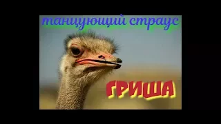 Страус..ostrich.Танцующий страус Гриша.