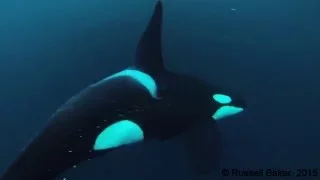 TAIL SLAP by Killer Whale Stuns Fish [NEVER-BEFORE-SEEN Impact]