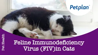 Feline Immunodeficiency Virus (FIV) in cats