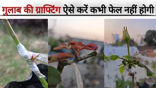 गुलाब की ग्राफ्टिंग कैसे करें | Rose Bud Grafting Video | Rose Grafting | Grafting Technique |