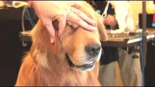 How to Trim the Hair Around a Shaggy-Haired Dog's Ears : Dog Grooming