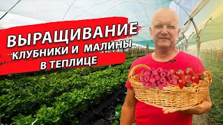 Выращивание клубники | Фермерское дело