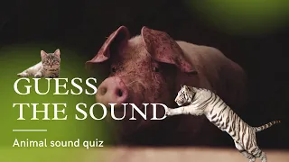 Guess the Sound | Guess the Animal | Animal Quiz