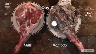 Effects of a Komodo Dragon bite.