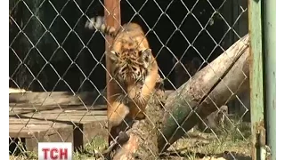 До київського зоопарку повернулися четверо тигренят