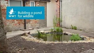 How to create a pond in your garden for wildlife | WWT