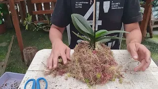 Como fazer Kokedama de Orquídea Phalaenopsis.