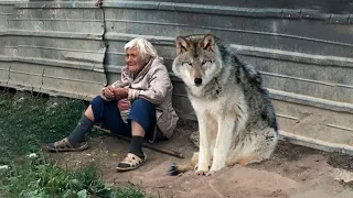 Зять вышвырнул пожилую тёщу из дома как собачонку, но потом ей встретился волк