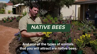 Planting to attract bees | Native Garden Makeover Series |  Nativ by Plantrite