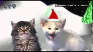 Jingle Cats - Cats Meowing Christmas Song - Silent Night