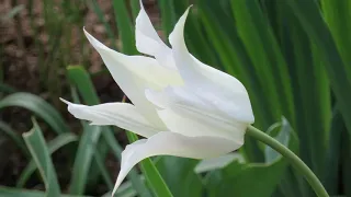 Tulip Video