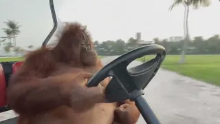 Орангутанг за рулём под Бумер (Famous orangutan driving a golf cart)