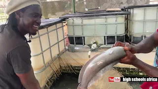 The Biggest School Fish Farm  Is At Adiembra SHS.